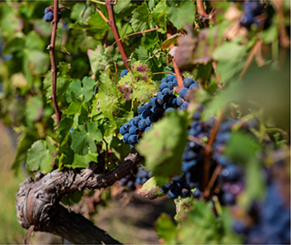 Vigna in Campania